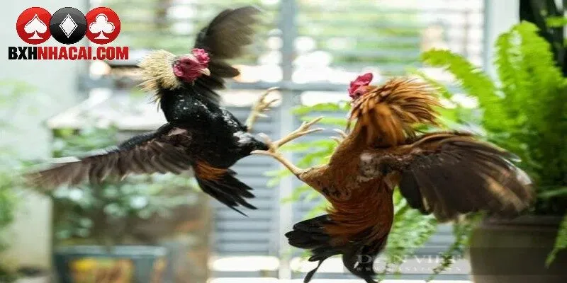 Tiêu chí chọn nhà cái đá gà uy tín